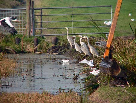 Blauwereigers_ooievaar051005